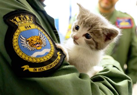 Surprise At Rnas Culdrose As Kitten Survives 300 Mile Car Journey Royal Navy