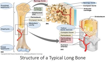 Human Bone Structure Diagram