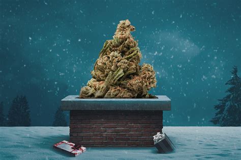 Top Cannabis Strains For Christmas 2020 Rqs Blog