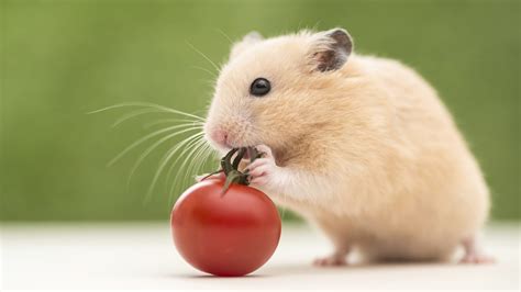 6 Tiny Things We Want To See Tiny Hamsters Eat