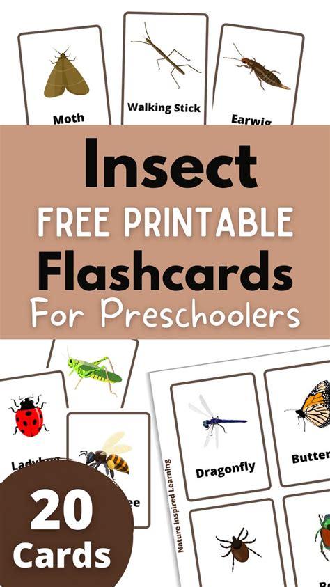 20 Free Printable Bug And Insect Flashcards In 2022 Flashcards