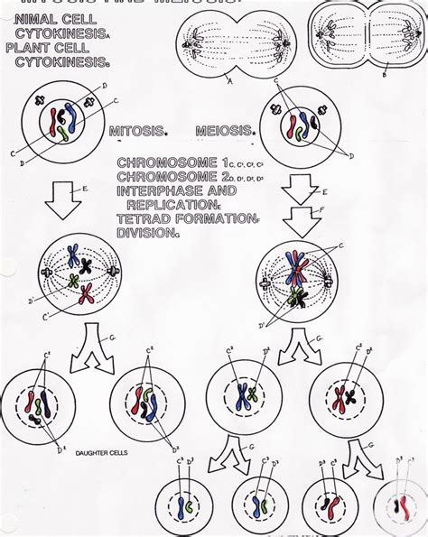 Mitosis Foldable Mitosis Mitosis Foldable Mitosis Act Vrogue Co