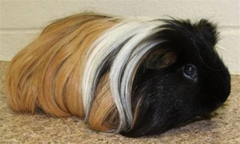 √ 14 Different Types Of Guinea Pig Breeds