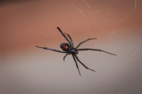 Black widow spiders have a smaller range than widow spiders. The Black Widow Spider: Facts & Prevention | Massey ...