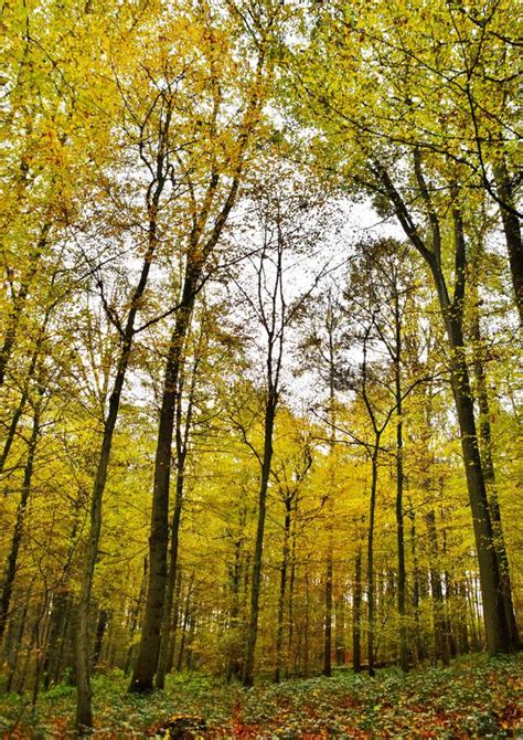 Autumn Colored Beech Trees Stock Photo Image Of Light