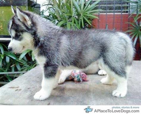 Maybe you would like to learn more about one of these? A pomeranian husky mix. They're like mini huskies and are about the size of a puppy all of their ...