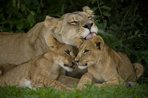 Lioness And Two Cubs Resting Photograph By Beverly Joubert