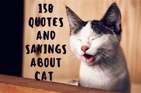 Cute Animals With Sayings