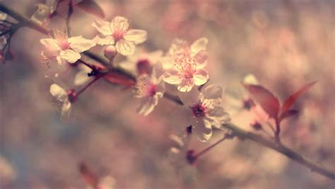 Spring Blossom Background Beautiful Nature Scene With