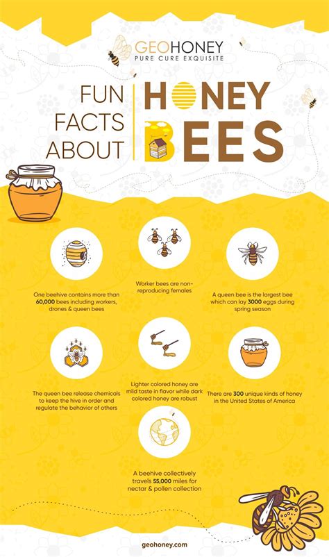 5 Facts About Honey Bees