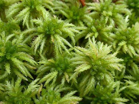 sphagnum squarrosum moss vascular plant green nature moss garden