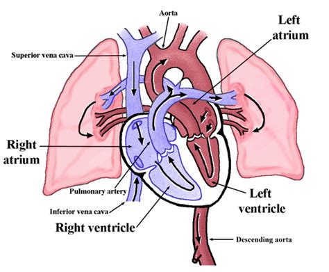 Physiology Tutorial The Human Heart