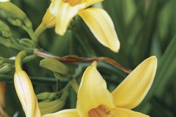 Nov 09, 2020 · marigolds take around 45 to 50 days to flower after you plant seeds, so seeds sown in early april should flower in may. How Long Does It Take a Daylily to Grow From a Seed ...