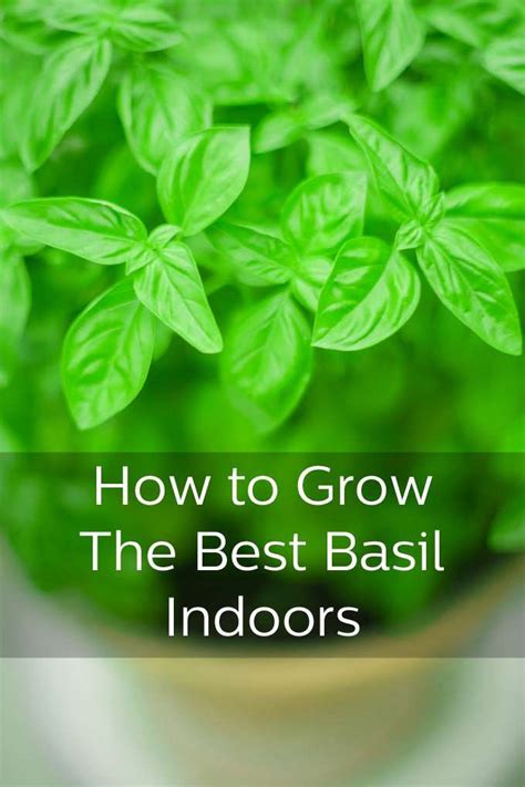 Best Tips For Growing Basil On Your Window Ledge Basil Plant Indoors