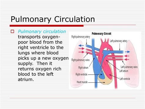 Circulatory System The Bodys Transport System Ppt Download