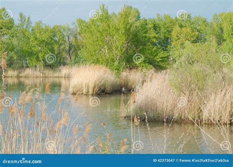 Reeds And Trees On The Lake Shore Stock Image Image Of Green