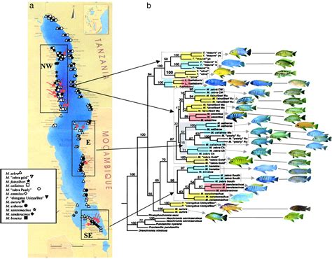 Check spelling or type a new query. Distribution Map Of Lake Tanganyika/malawi Cichlids - African Cichlids - AlbertaAquatica