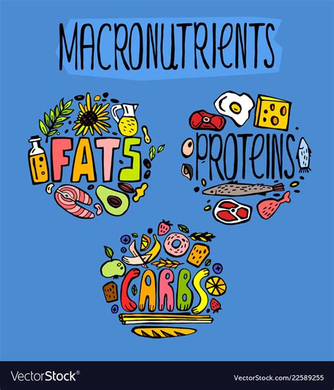 Carbohydrates Fats And Proteins Royalty Free Vector Image