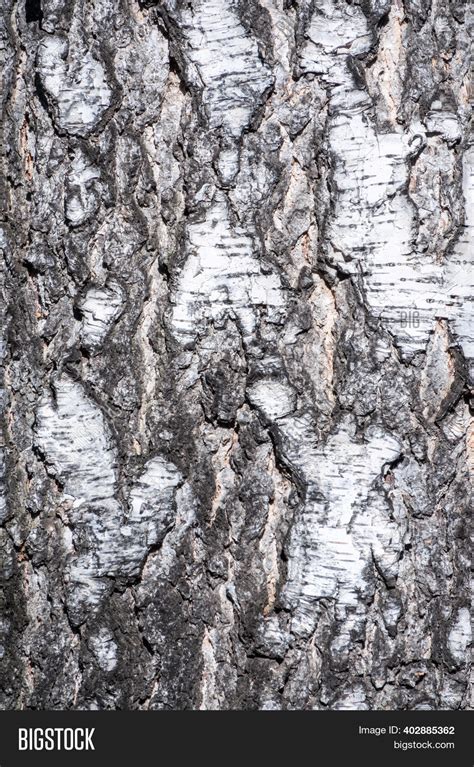 Birch Bark Texture Image And Photo Free Trial Bigstock