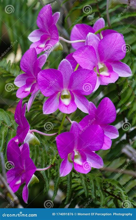 Beautiful Purple Dendrobium Orchid Flowers Stock Photo Image Of