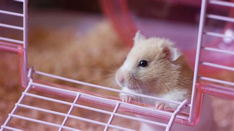 Hamster Care Sheet Petmd