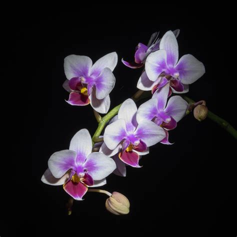 Free Images Black Flash Flower Flowering Plant Moth Orchid Petal
