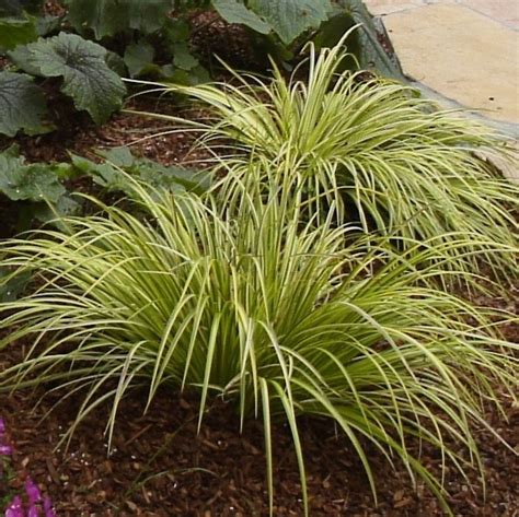 Acorus Gramineus Ogon Variegated Sweet Flag Baker Environmental