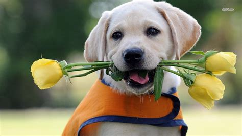 Learn how ot make flower puppy bouquet with this easy to follow video tutorial. Labrador Duvarkağıdı and Arka plan | 1366x768 | ID:496402