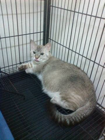 View photos of available cats and visit us today! Cat Munchkin cat FOR SALE ADOPTION from Johor Pontian ...