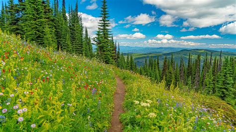 Landscape Mountains Path Trees Flowers Grass