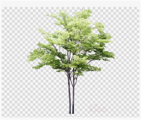 Create a new photoshop document and add a layer named tree. Download Arbre Photoshop Clipart Tree Drawing - Tree ...