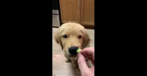 This Us Golden Retriever Puppy Really Hates Broccoli Sharedots