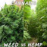 Hemp Vs Marijuana Pictures