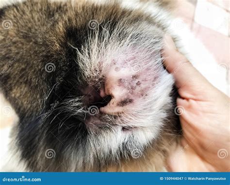 Closeup Dog Ear Problemshow The Secondary Skin Infections In Dogs With