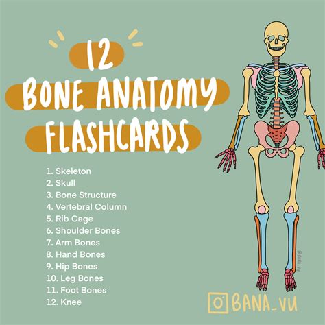 Basic Anatomy Flashcards Pdf Etsy Canada