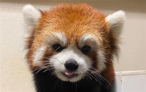 Toronto Zoo Announces Death Of Red Panda Iia