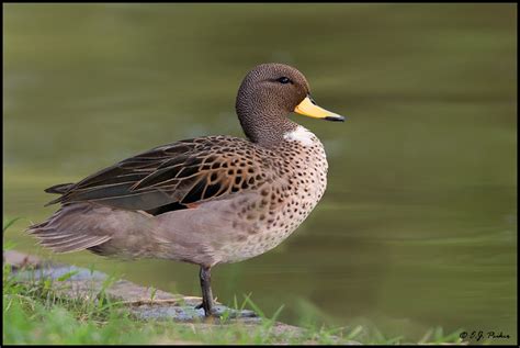Yellow Billed Teal Page