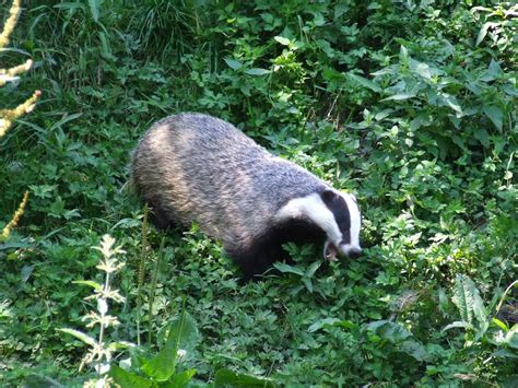The Secret Life Of Badgers Photos And Facts