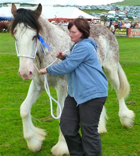 Strawberry Roan Clydesdale © Andy Farrington Cc By Sa20 Geograph