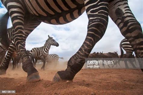 Kenya Natural Ecosystem Photos And Premium High Res Pictures Getty Images