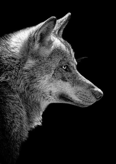 Wolf Profile Photograph By Gary Cox Fine Art America