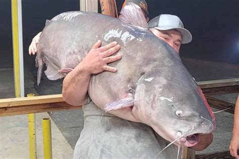 127 Pounds Pending Record Blue Catfish Fuels Talk Of Trophi Game And Fish