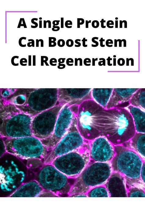 A Single Protein Can Boost Stem Cell Regeneration Cell Regeneration