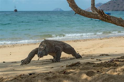 El Dragón De Komodo Gen A Gen