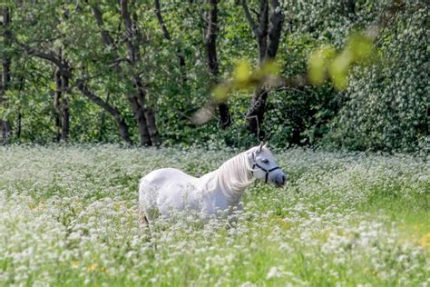 Zwei Weiße Pferde In Blumenwiese — Stockfoto 28823685