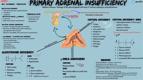 Primary Adrenal Insufficiency Addison S Disease Damage Grepmed