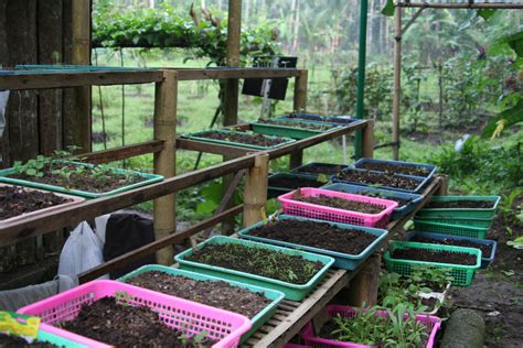 Permaculture On Bali Our Plant Nursery — Jiwa Damai Bali