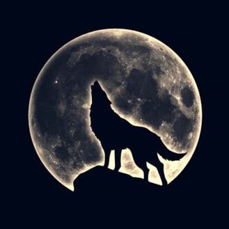 Why Do Wolves Howl At The Moon Debunking The Myth