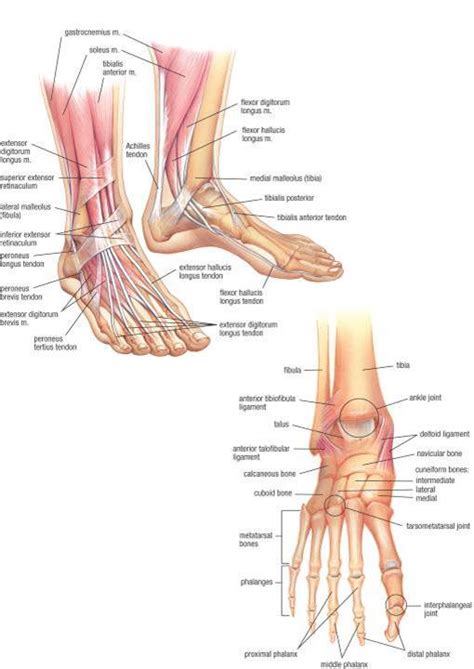 Human Foot Anatomy Ceh