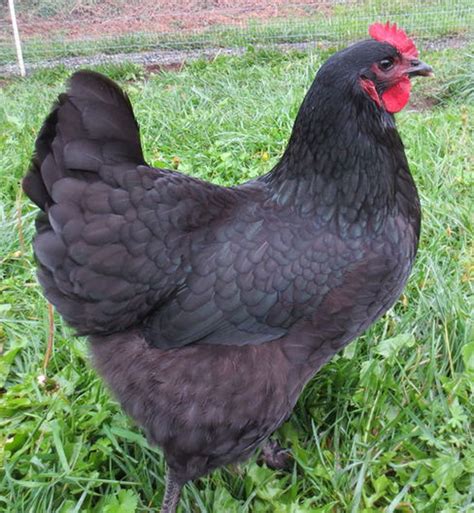 What are some good names for chicken farms? 14 Chicken Breeds Perfect for Beginners & Your Backyard Flock